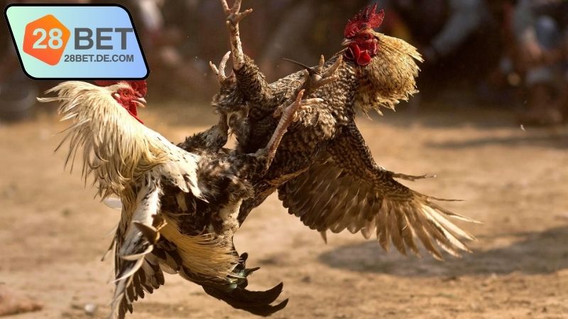 Mẹo tham gia đá gà trực tiếp hôm nay 28Bet hiệu quả